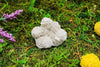 6-11 Crystals Crystal Desert Rose Selenite Desert Rose Selenite